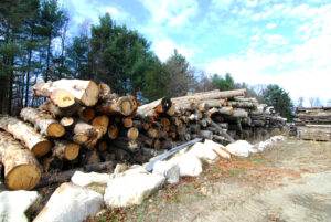 Logs in the yard at Berkshire Products