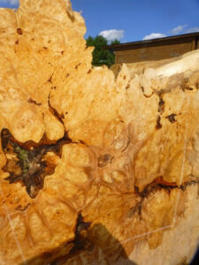 Burl Close Up With Figure