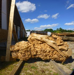 Burl In Lumber Yard