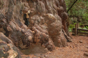 Redwood Burl in California