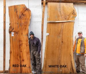 Natural live edge red oak slab next to a natural live edge white oak slab. People standing next to them for size comparison. 