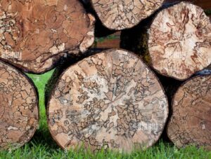 Logs showings signs of spalting