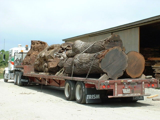 Very large Claro Walnut and Big Leaf Maple logs on the back of a delivery truck
